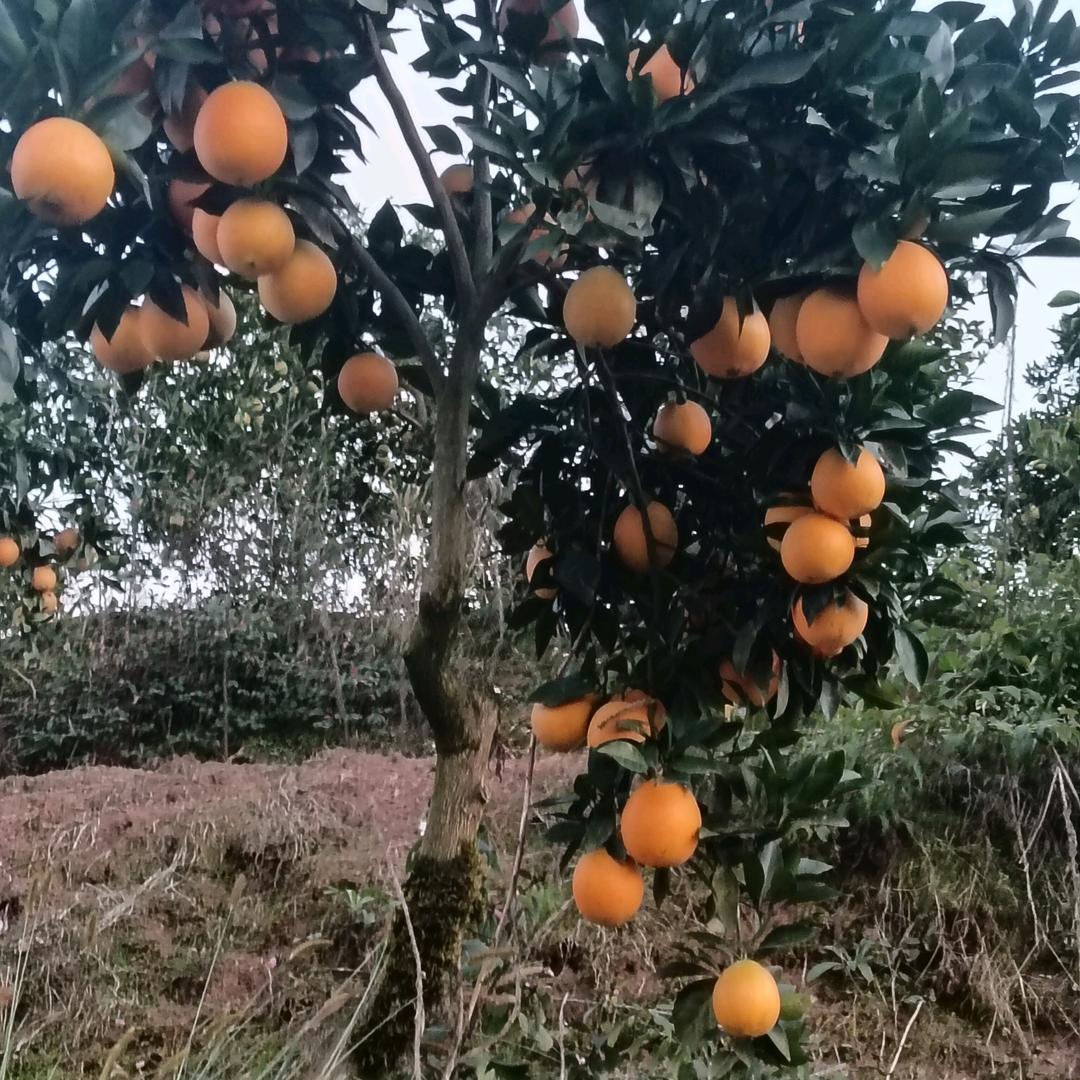 柚子王