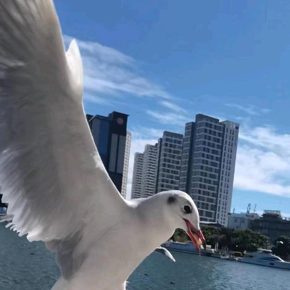 与姚同行