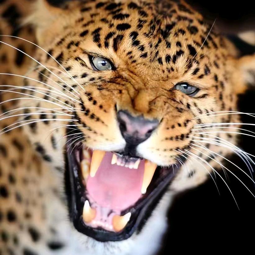 专业做理赔，案件都可以做