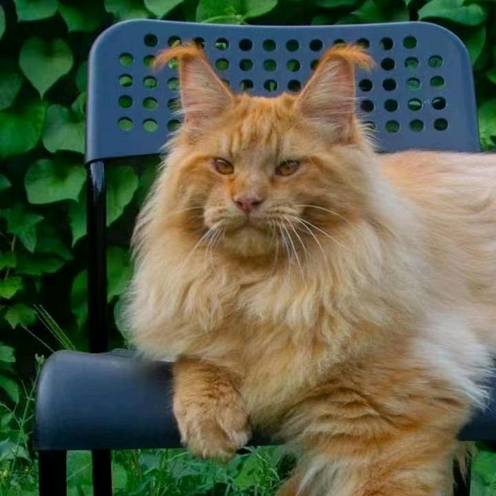 久萬缅因猫舍俄罗斯种公借配