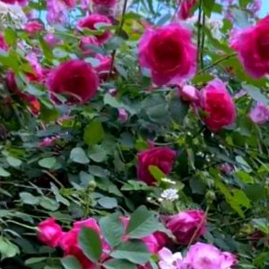 一切随缘🌹🌹
