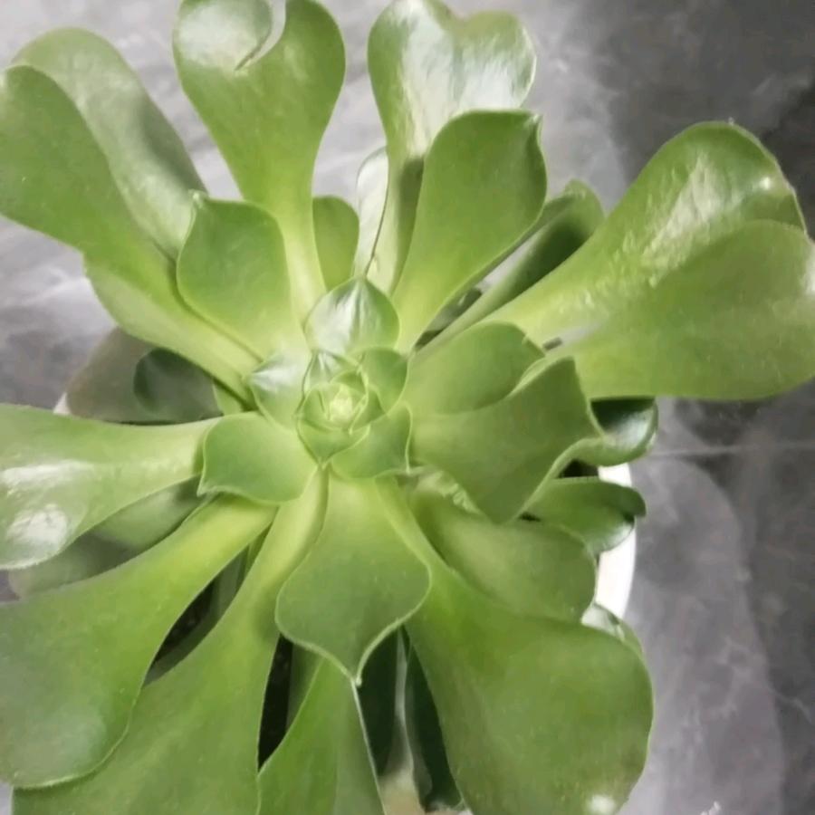 涵琪永相伴