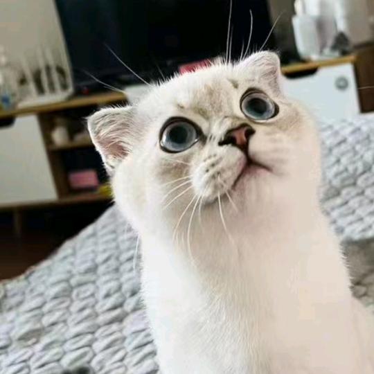 豆子猫舍🐈
