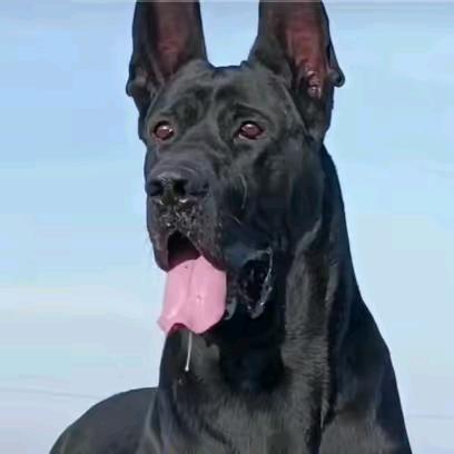 徐家坊犬业