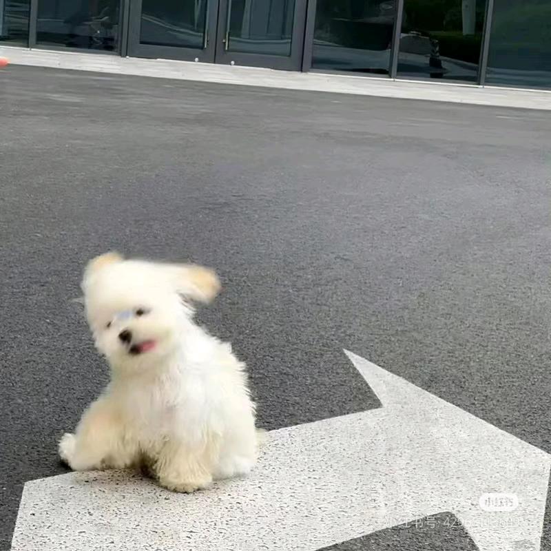 银河系馄饨摊主