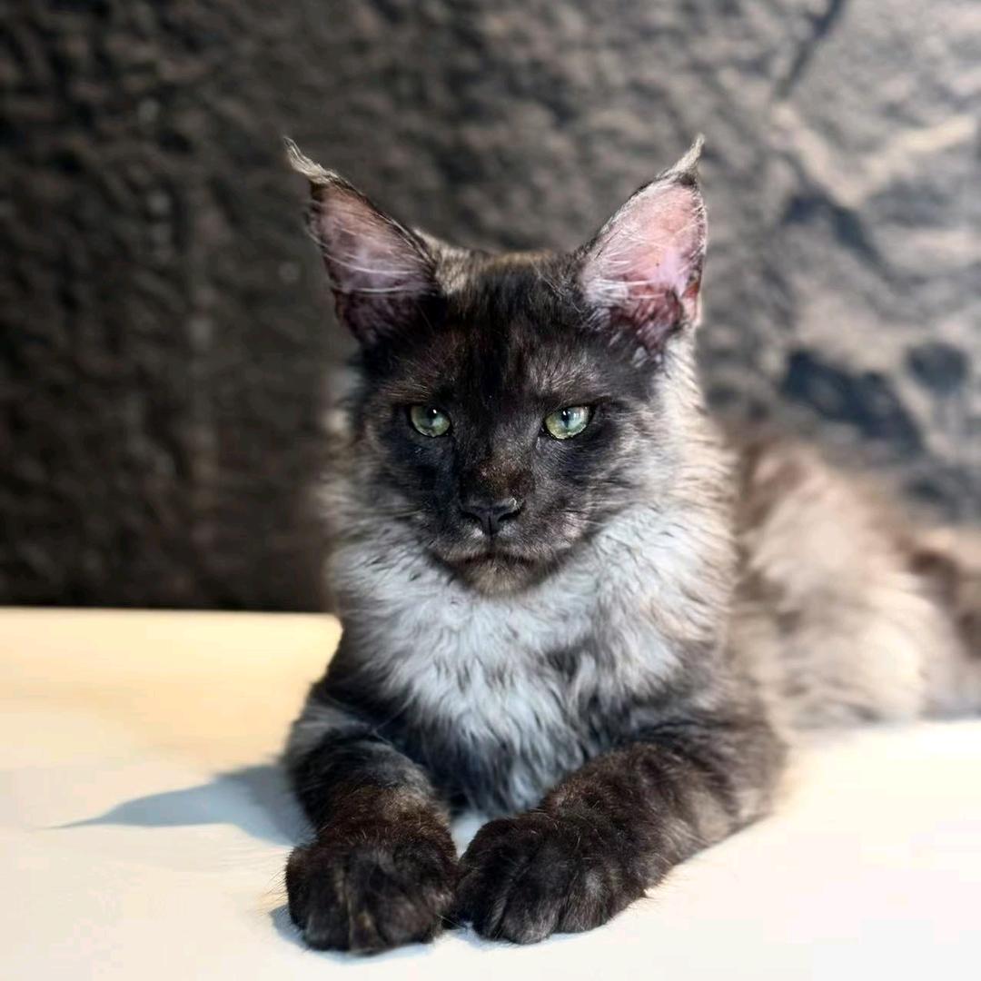 🇩🇿赛级俄系缅因猫