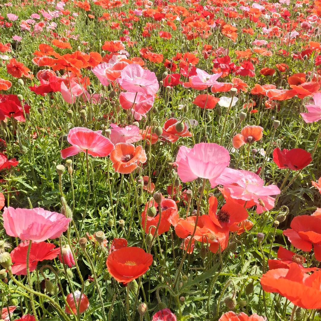 两个孙子的好奶奶