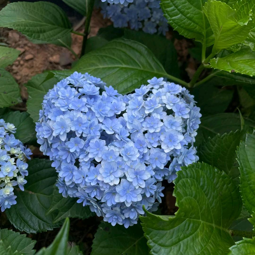今年花开花卉