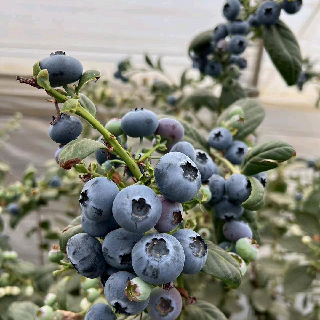 云南幸运蓝小莓