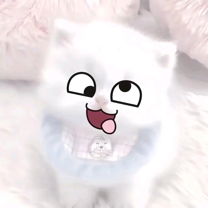 我会毫不犹豫点赞小猫