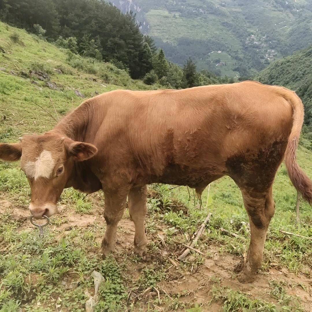 肉牛养殖买卖