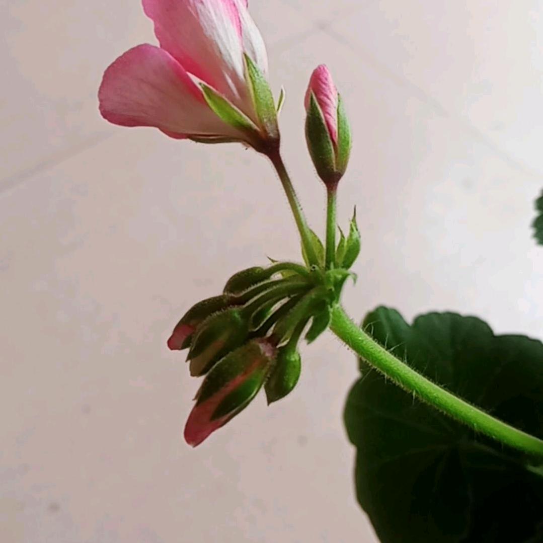 奇花异草
