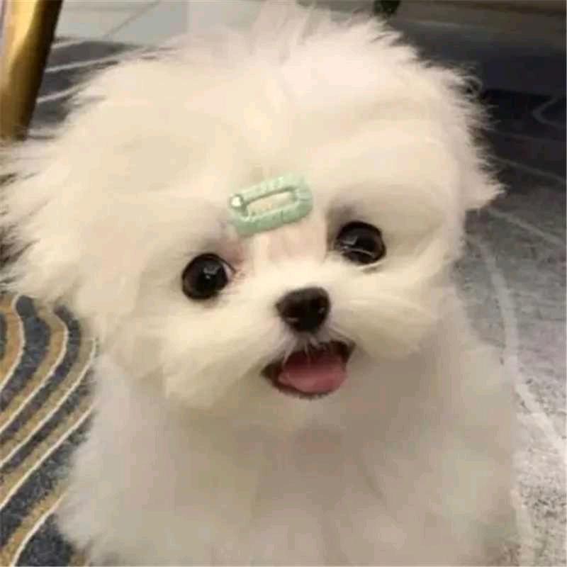暗香疏影♥