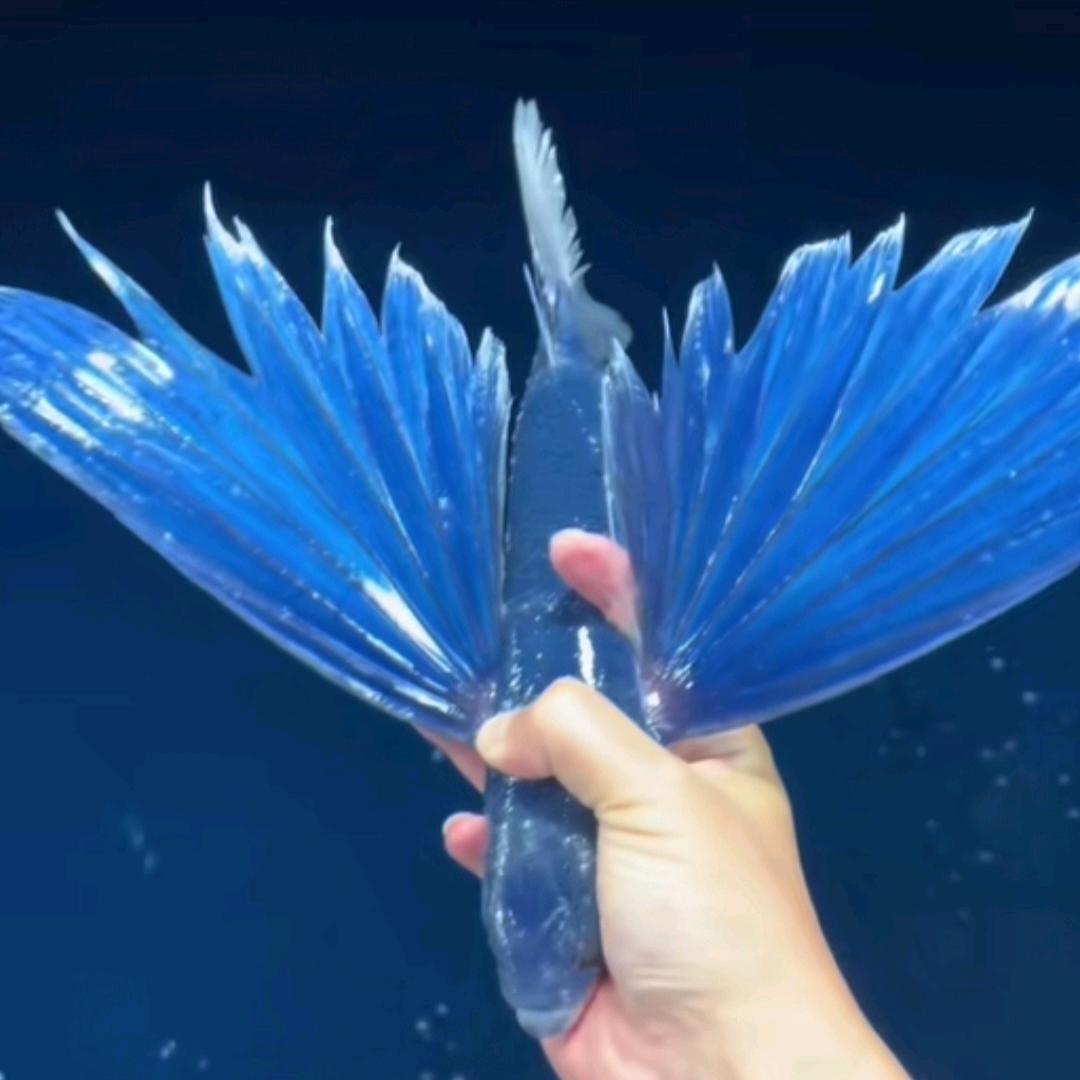 慕容夕