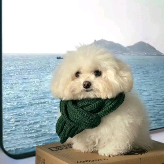 爱吃芒果