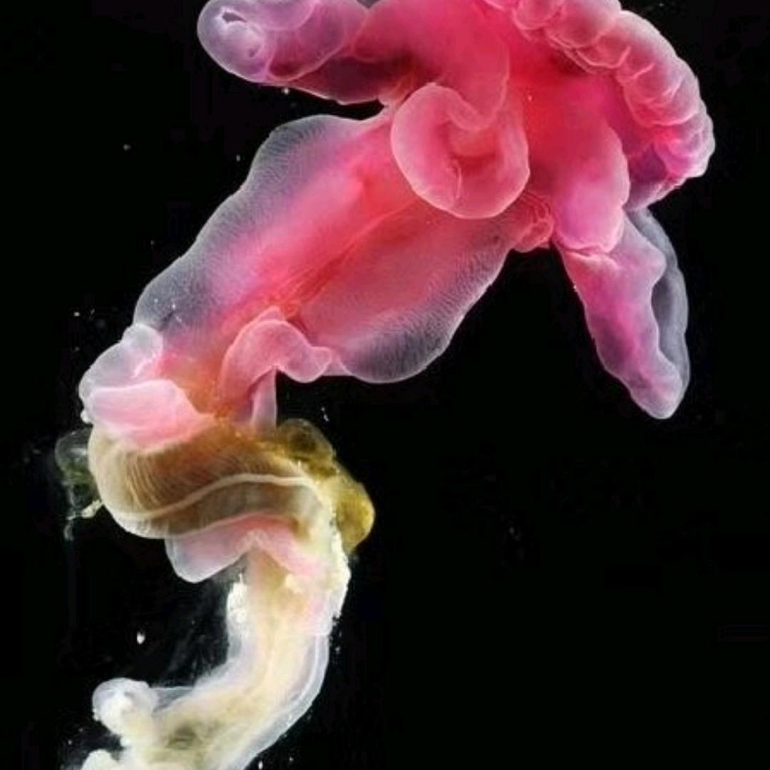 百花论剑