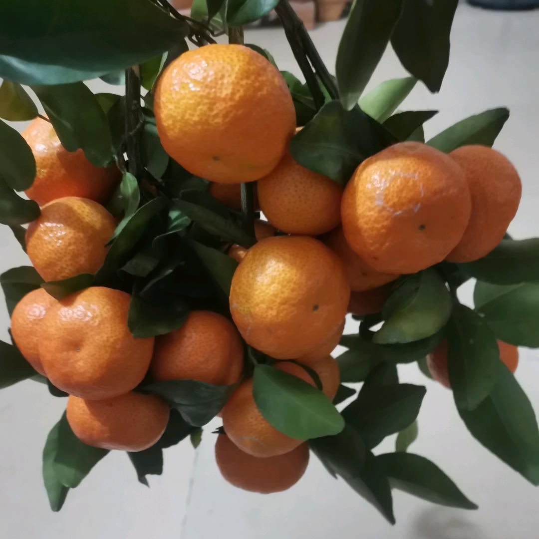 阳朔柑橘代办～小哥