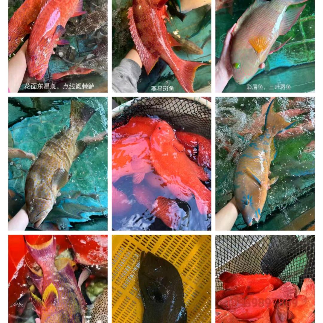 椰海甄选(海鲜)