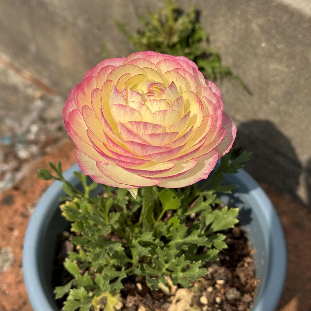 🌹辉哥爱养花💯