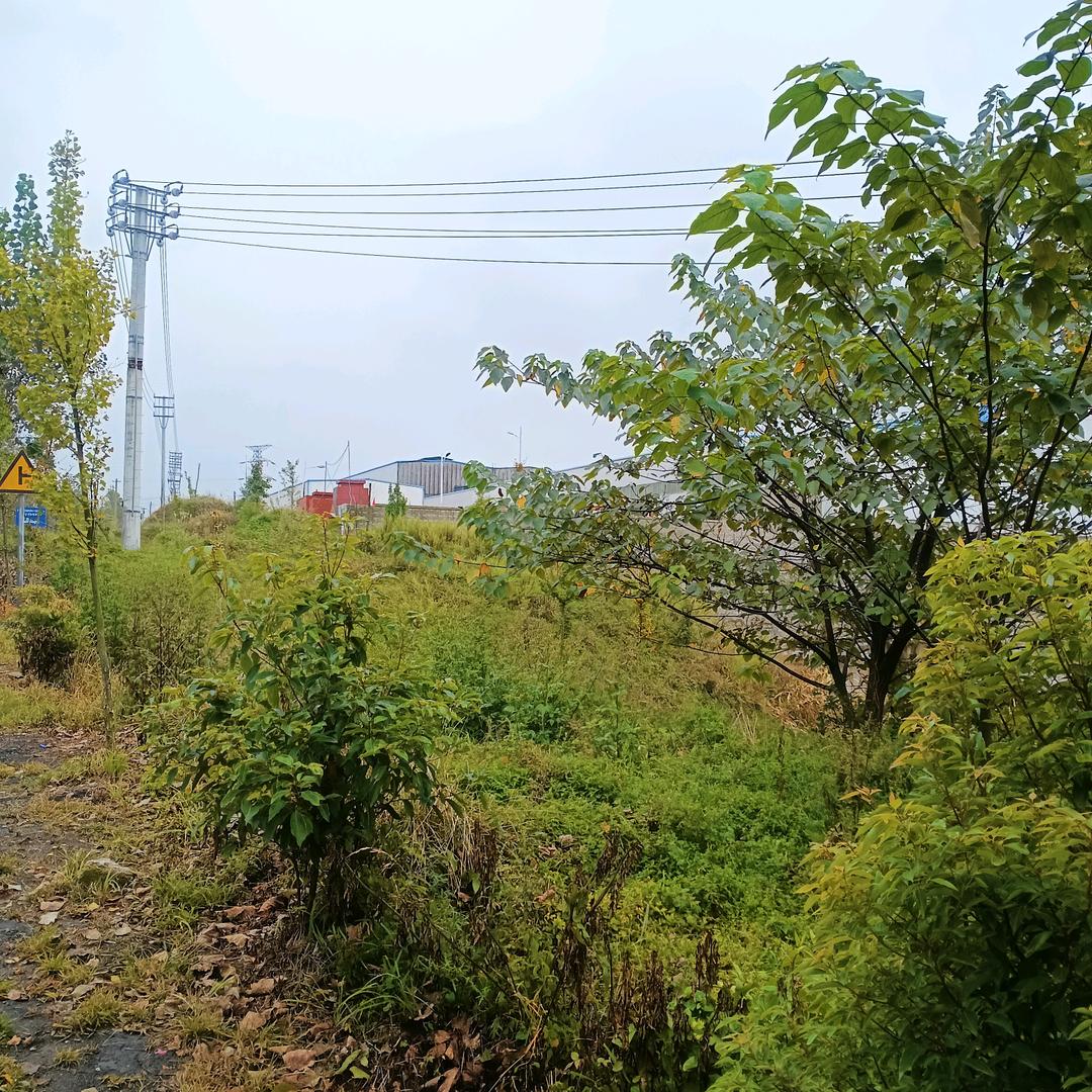 定禮