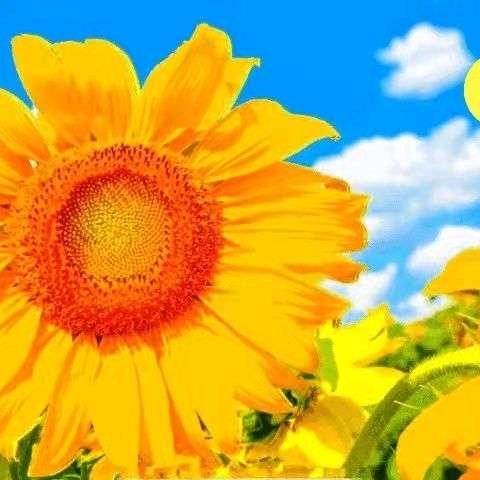 A红太阳