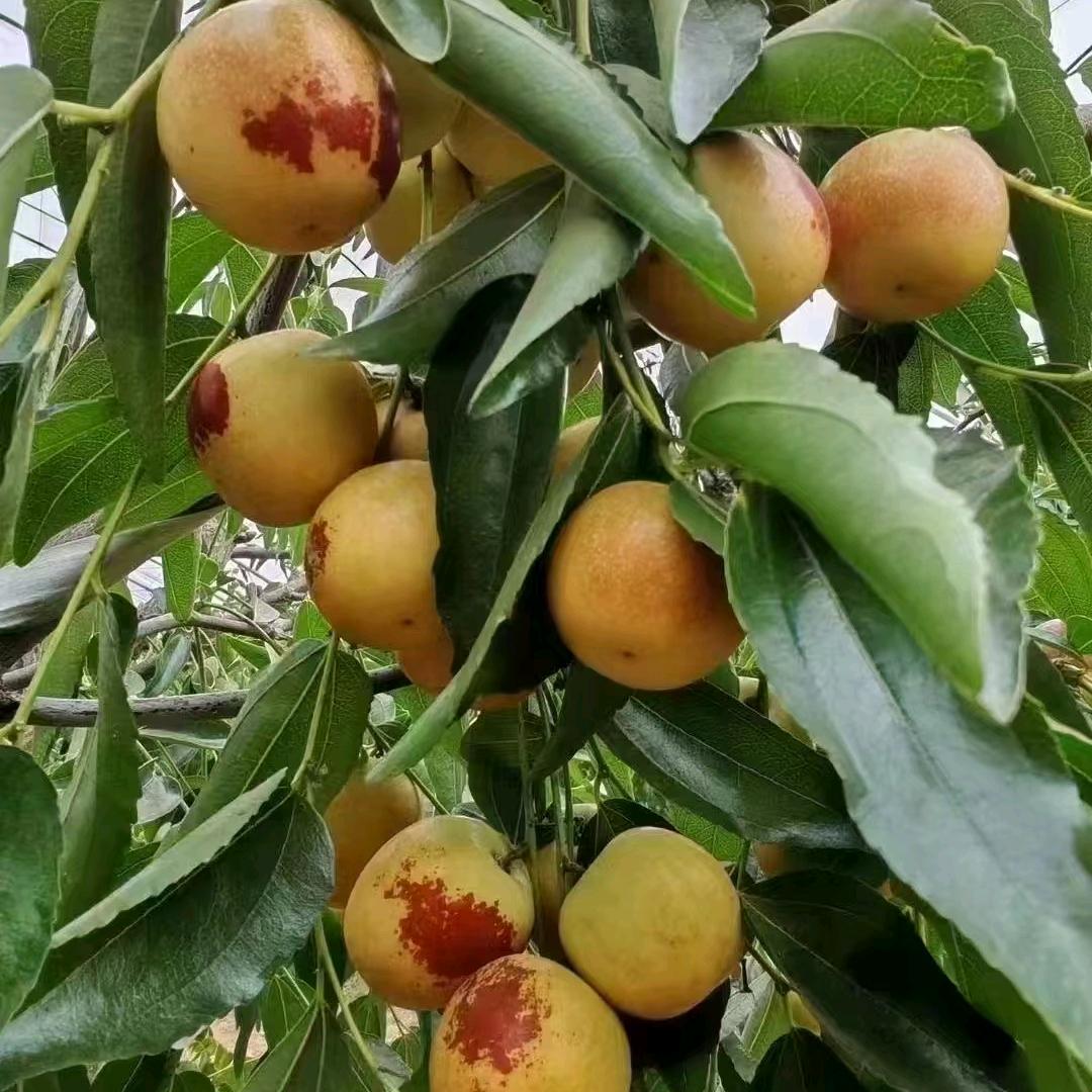 大荔冬枣《小白杨》