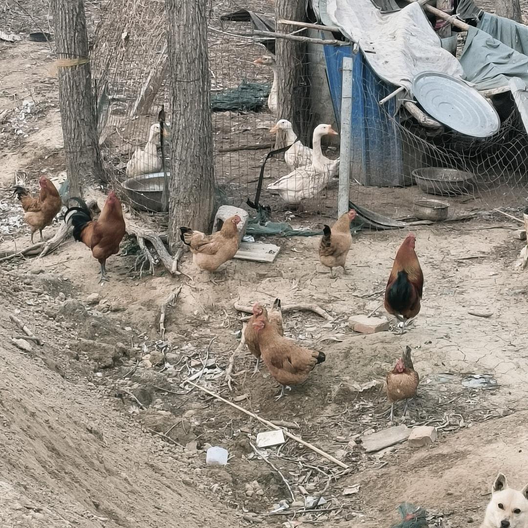 活禽批发兼零售