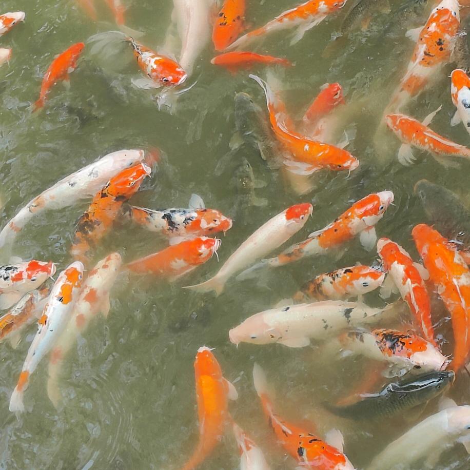 商道团发种业-小李