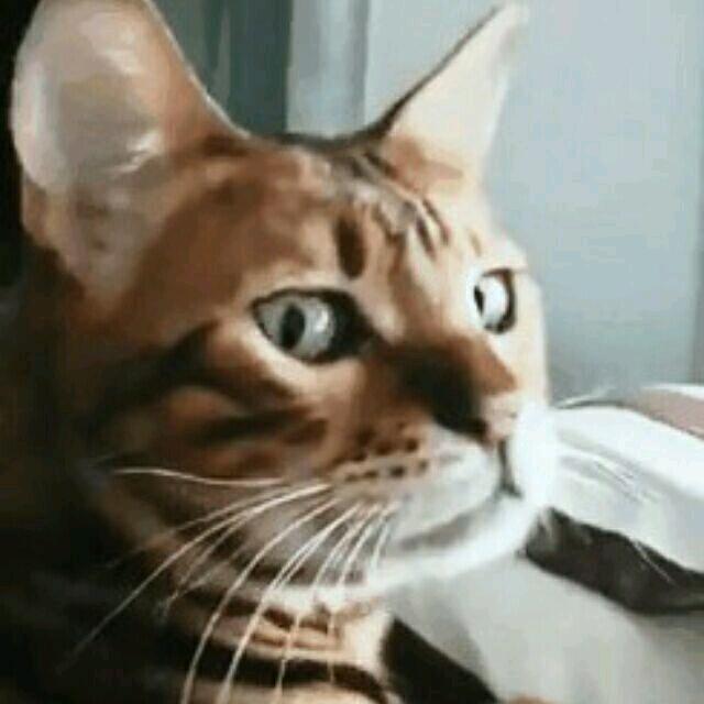 一只玖镜