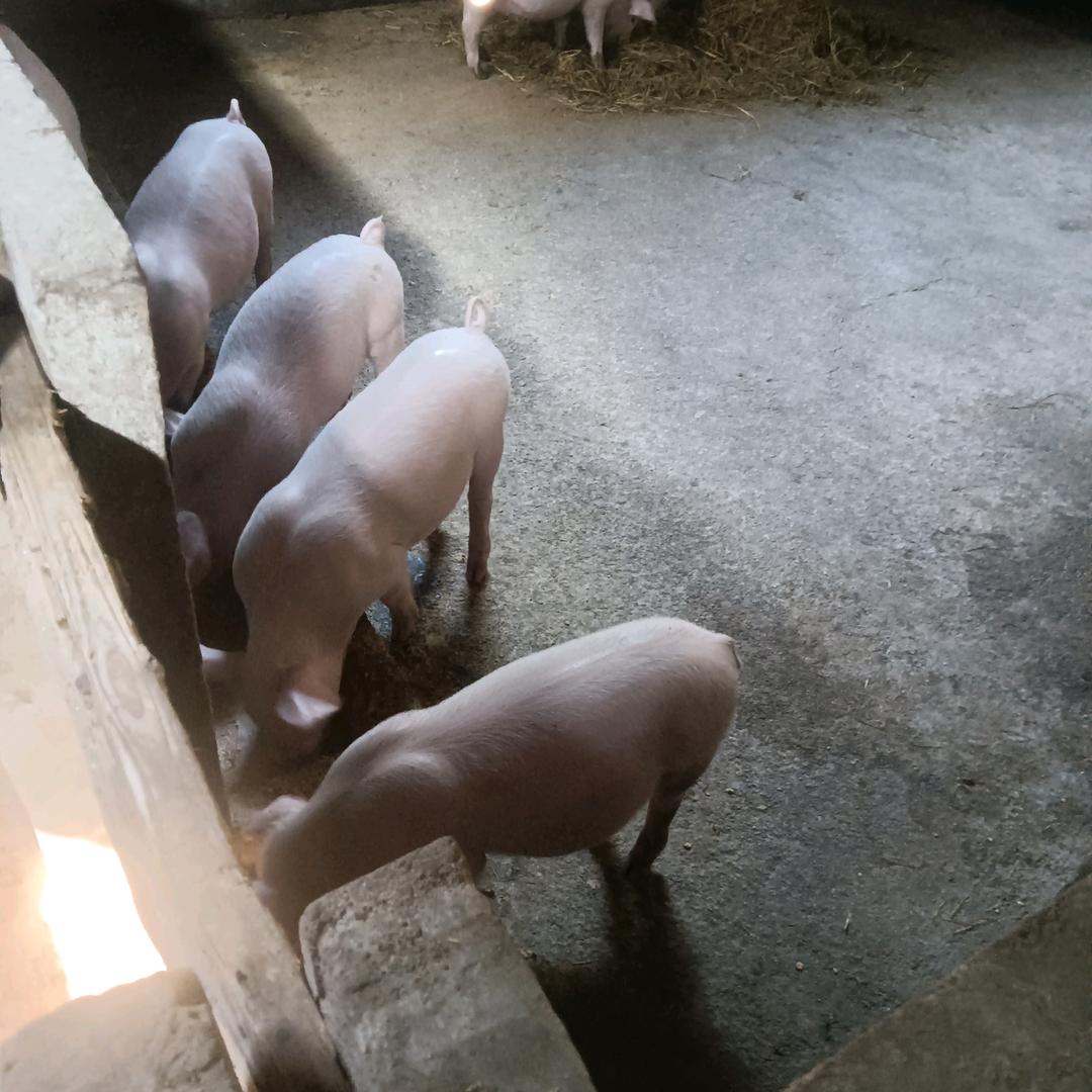 牧草养猪鸭