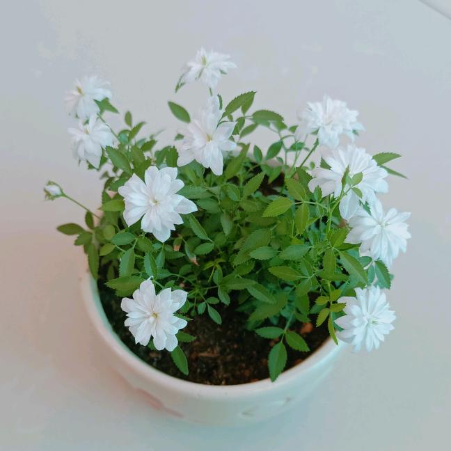 一路花开🌻