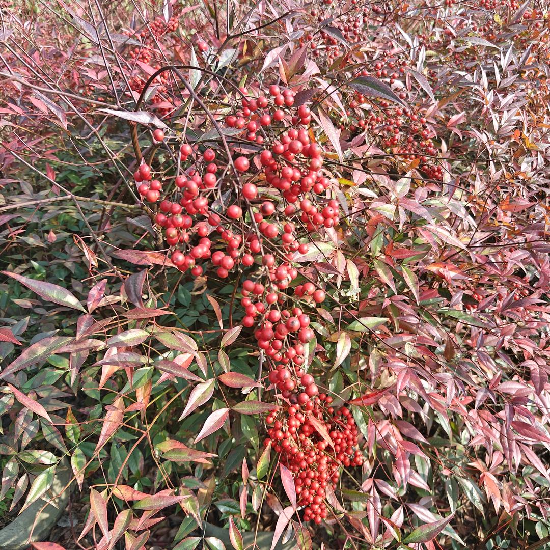 宏发园艺场造型盆景