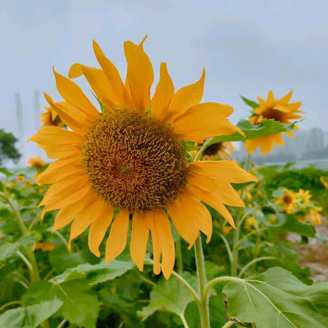 花木兰