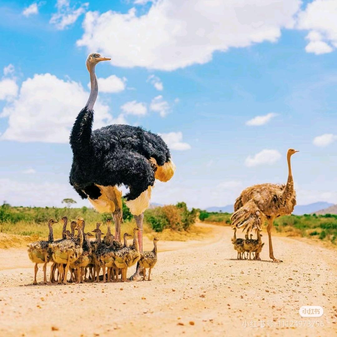 新疆明忠鸵鸟养殖基地