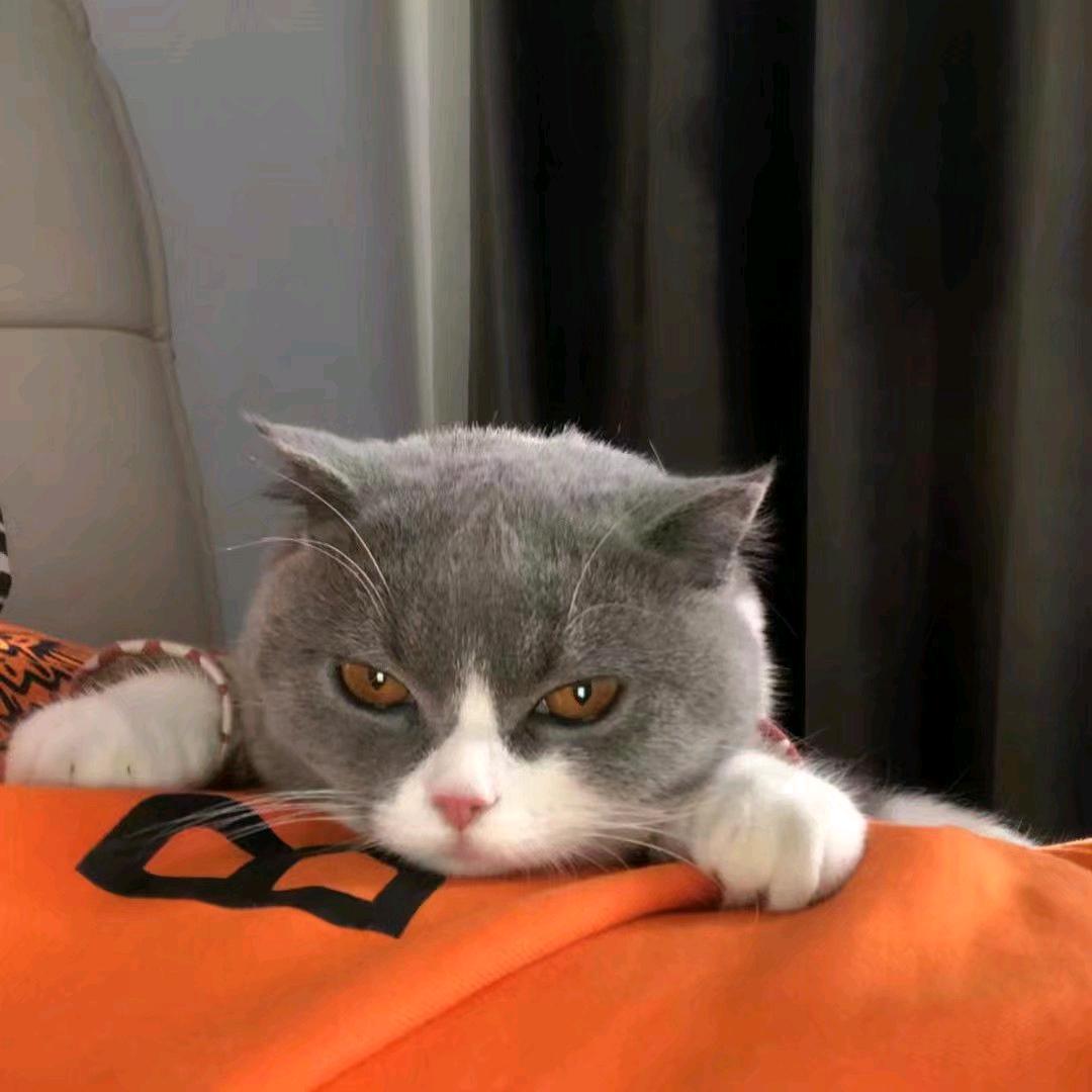 🐱"