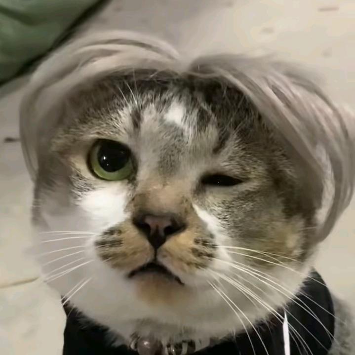 Paloma