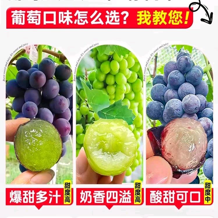 强超果树苗木专营店