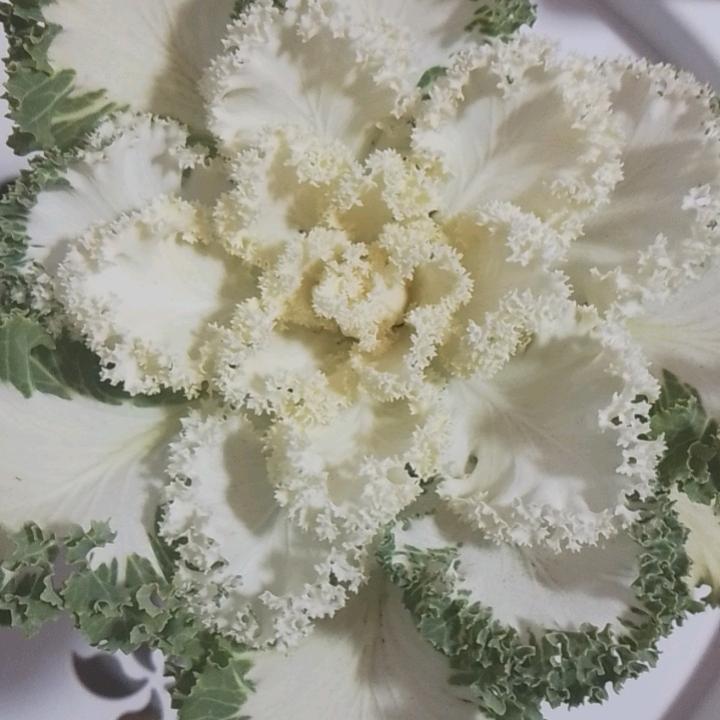 风
