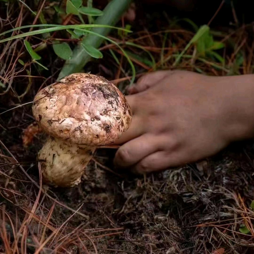 云珍的野生菌