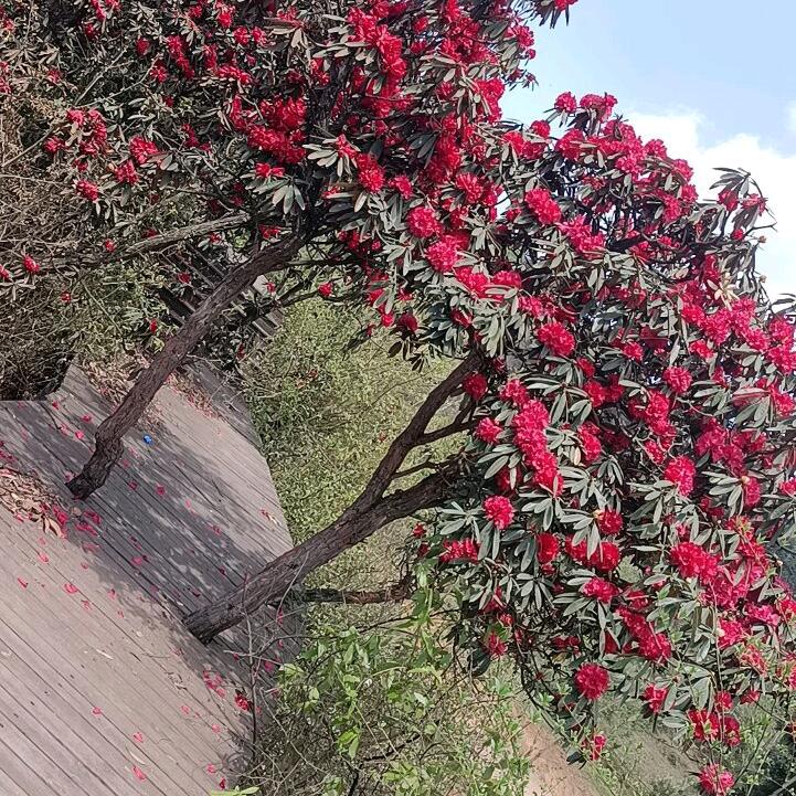 老头来了小心点哦“；沙