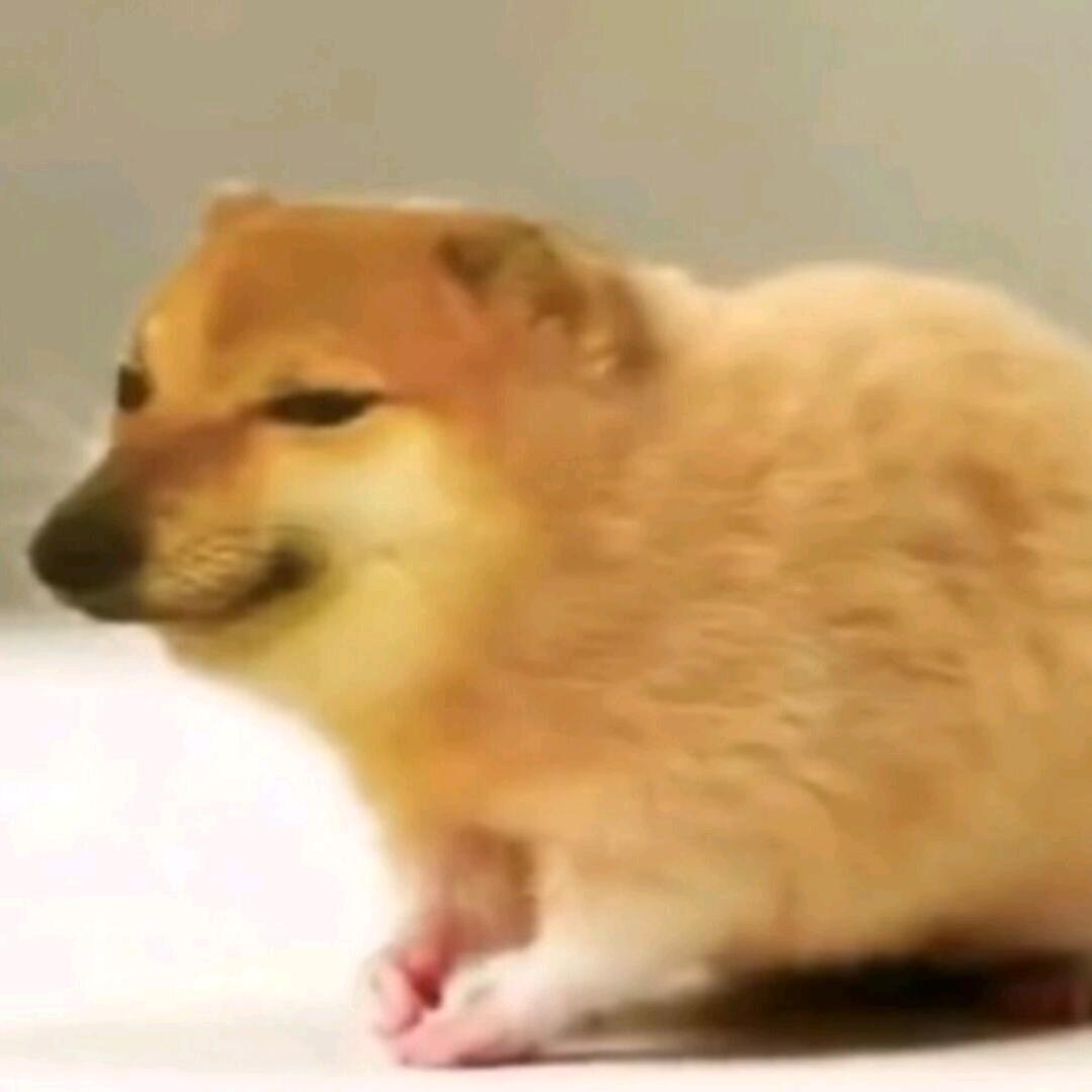 猹猹爱吃钢叉
