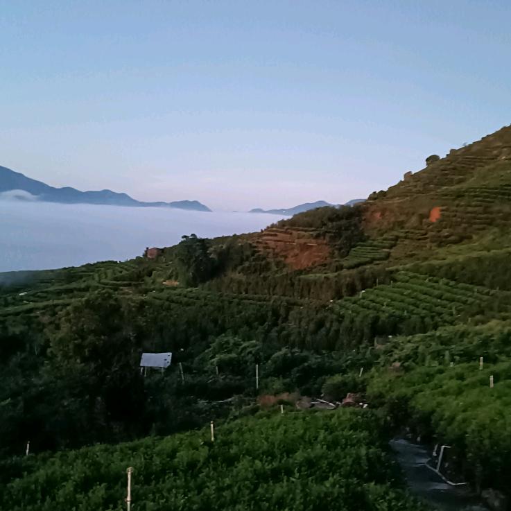 凤凰茶叶小哥。