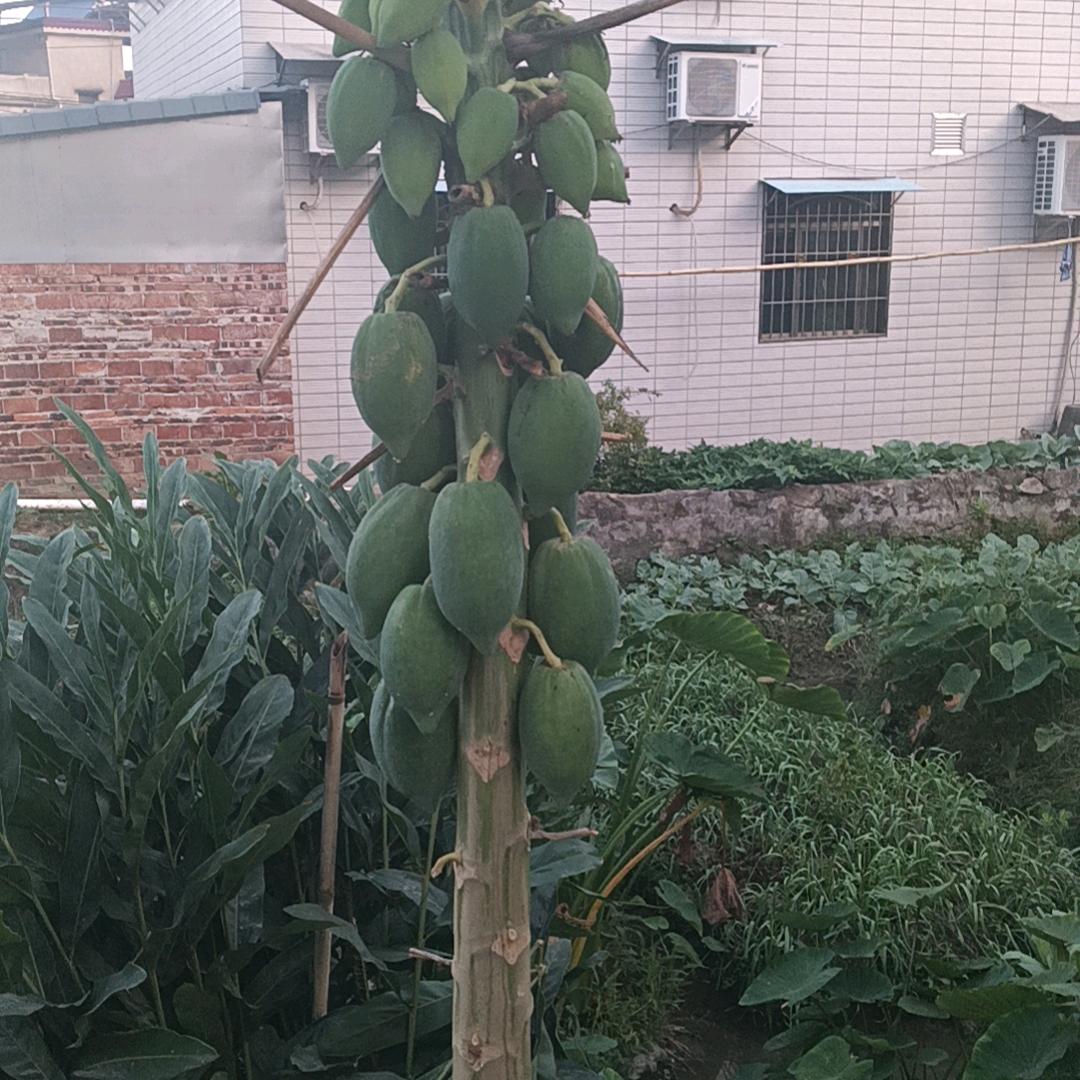 茄子🍆哥专业石膏冲金打点灰饼