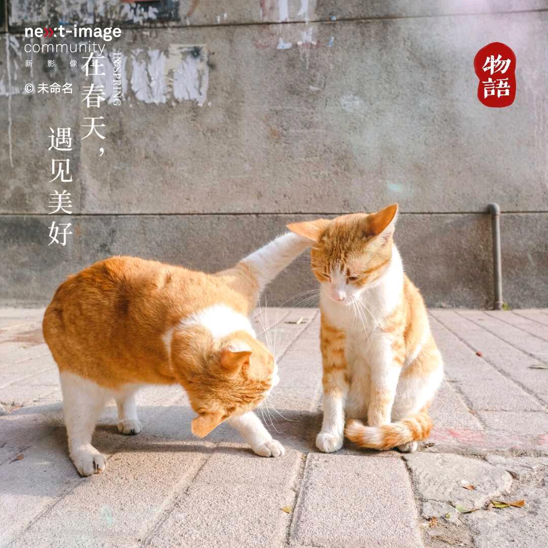 蟑螂@小强（初心未变）