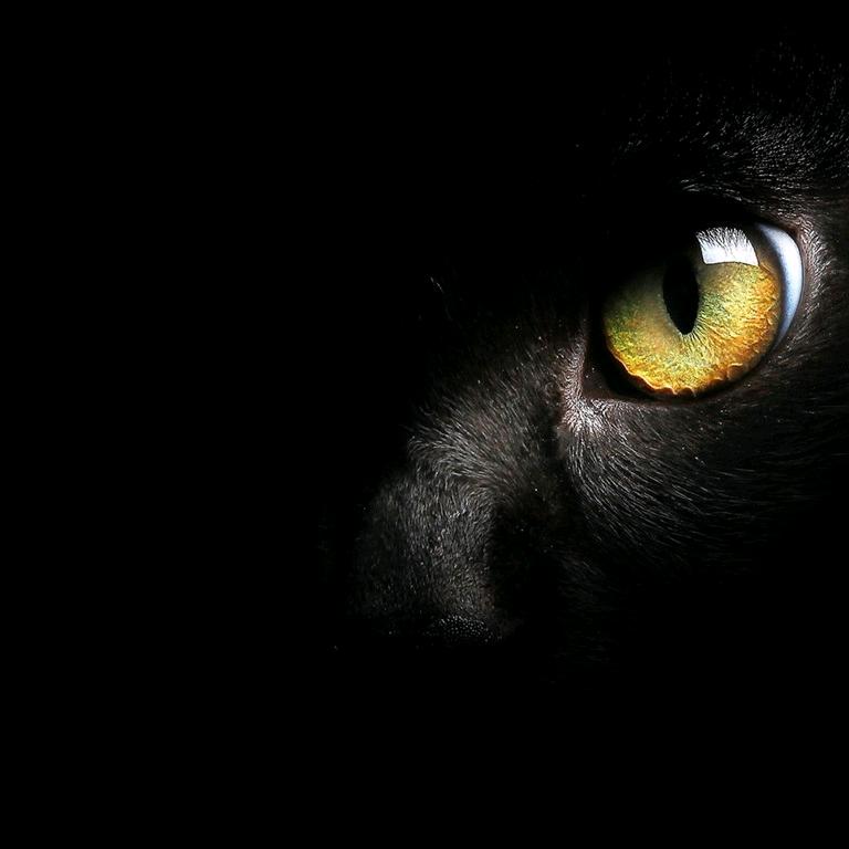 爱玩游戏的黑猫