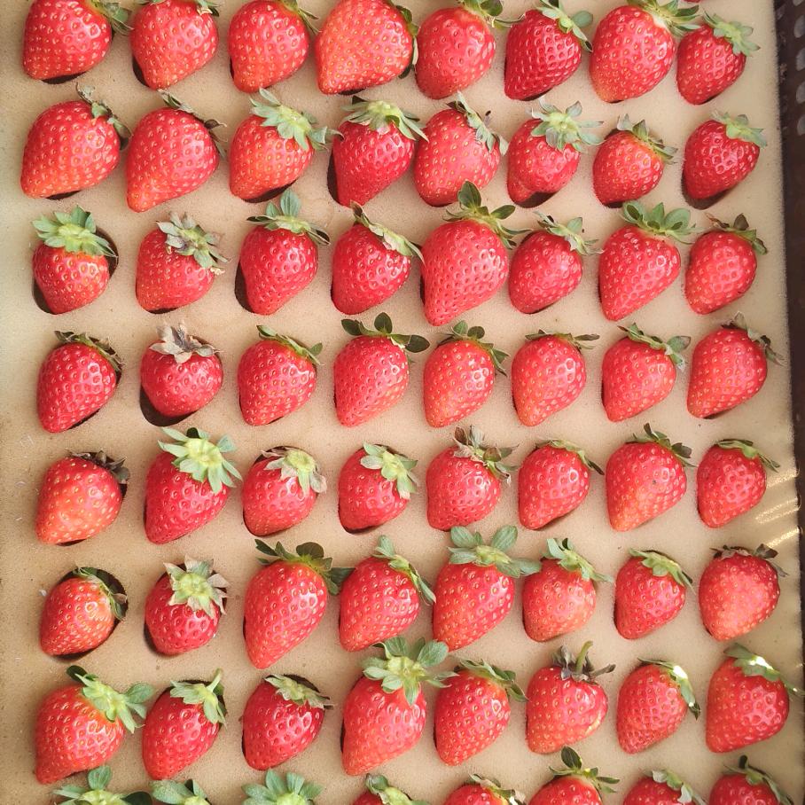 阳光草莓🍓