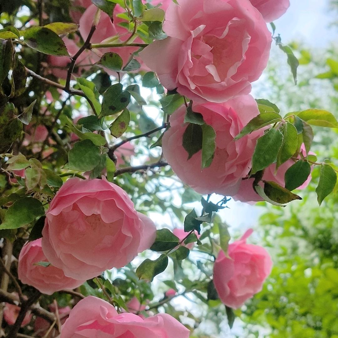 且听风吟^O^