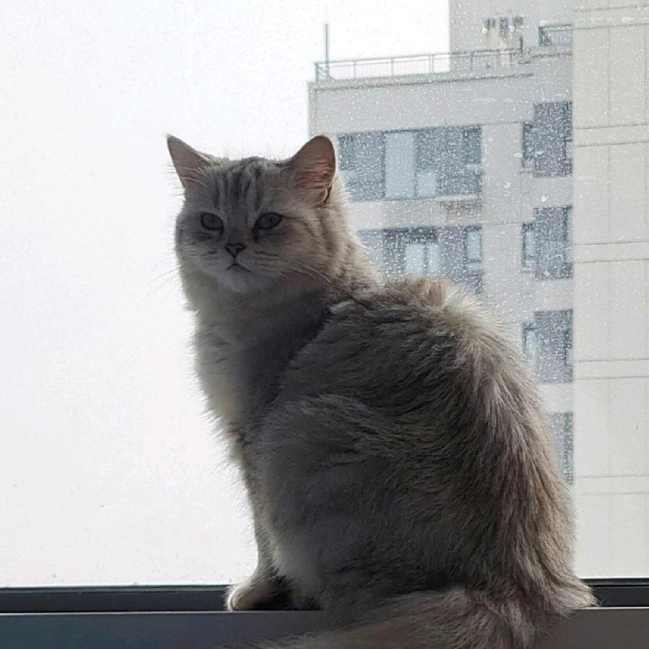 完美的黄金回旋