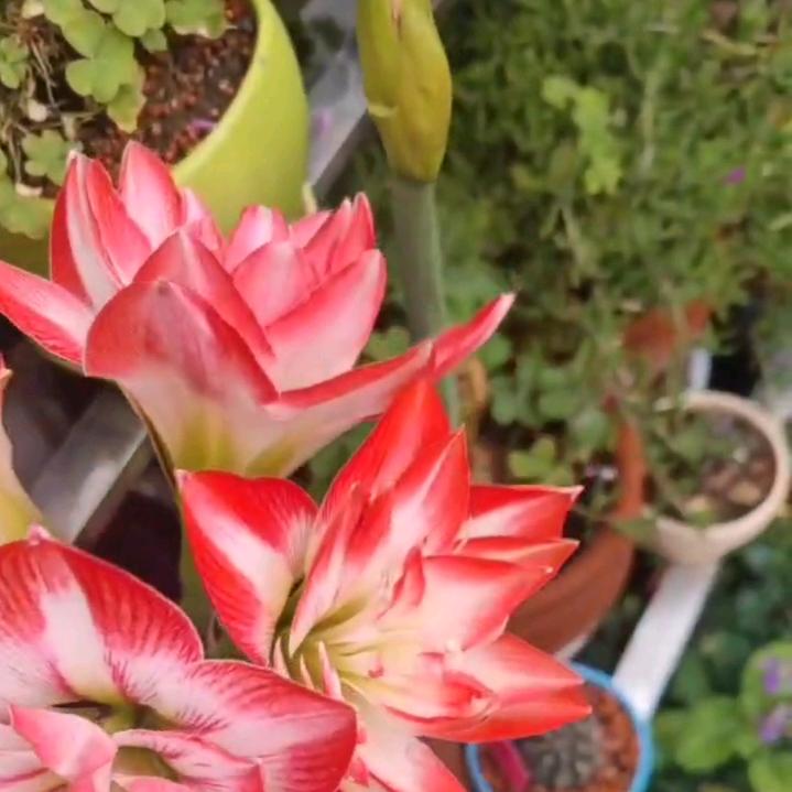 笑靥如花℘࿐