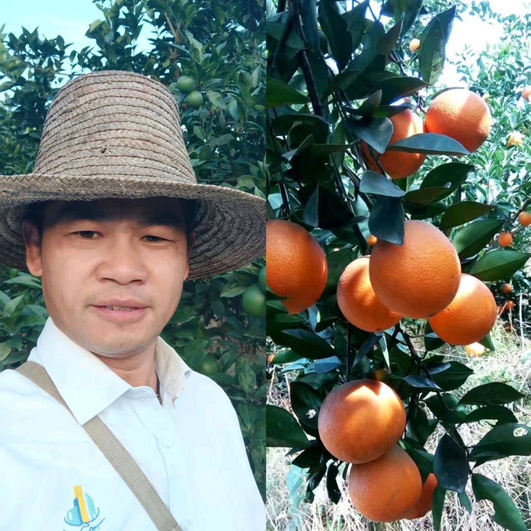 橙心如易 洪塘狼冲富硒脐橙园